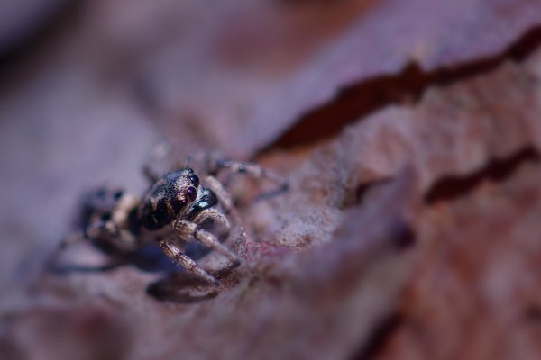 Затаившийся ловец