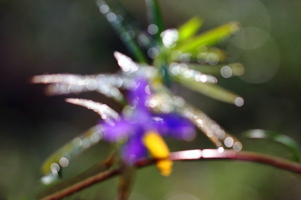 IMG_7246 Фейерерк цветковый