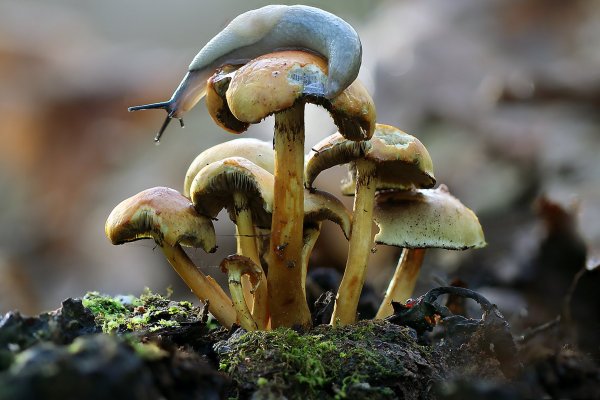 IMG_7363 Бывает день сурка, а у нас сейчас в лесу неделя слизнякаа