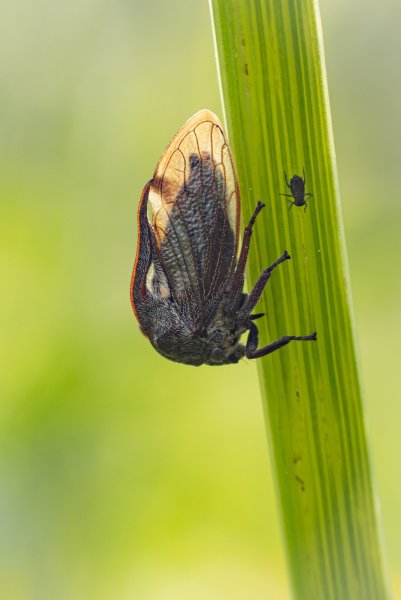 Слон и моська
