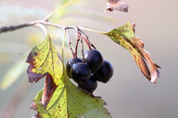 IMG_7444 Боярышник черный