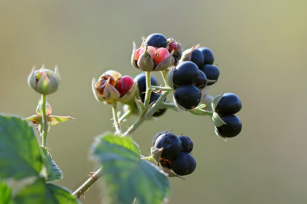 IMG_7525 Ежевика дикая лесная