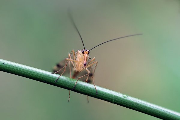 IMG_8888 Скорпионница - девочка