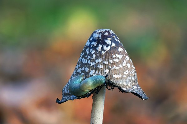 IMG_8888 На приеме у модельера -"Барышня в этом сезоне такие длинные юбки уже не носят! Сейчас я Вам её немного укорочу"