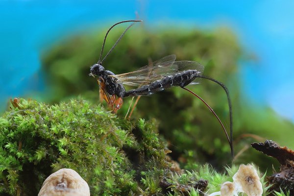 IMG_9171 Жук наездник ихневмониды