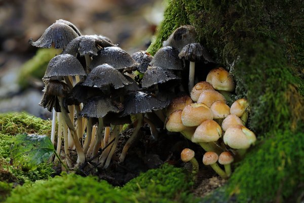 IMG_9181 Дружные соседи - в тесноте, да не в обиде