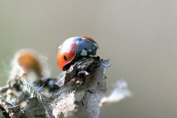 IMG_9535 Одна из редких теперь зверушек.