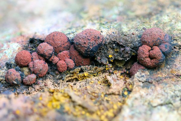 IMG_9636 Гипоксилон бурыйHypoxylon fragiformeканделяриелла желточно жёлтая