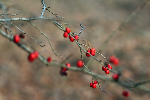 IMG_9767 Боярышник красный