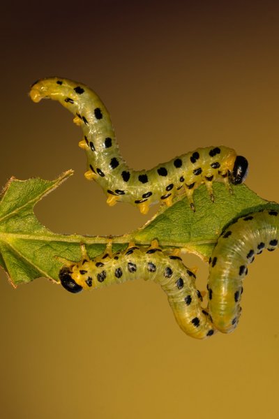 Пилильщик берёзовый северный