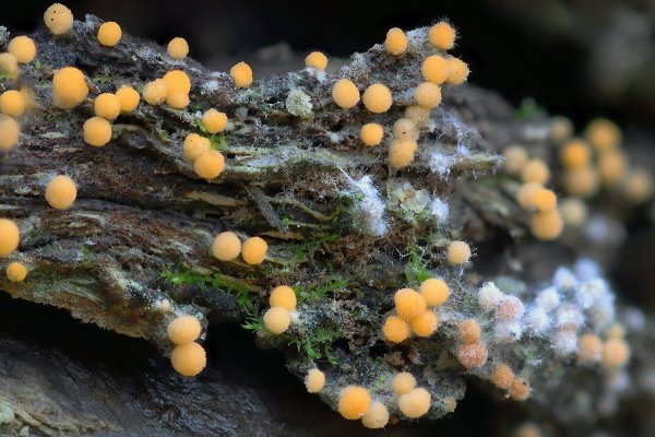 IMG_9838 миксомицет Trichia scabra