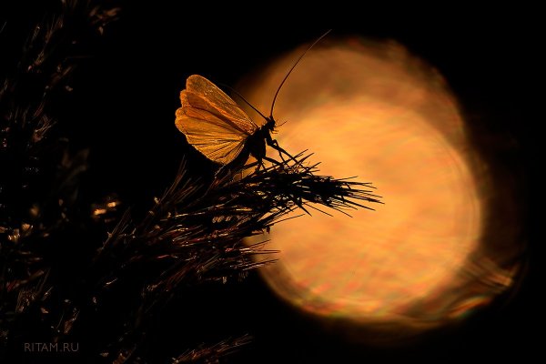 Скажешь, что я лишь мечтатель?..