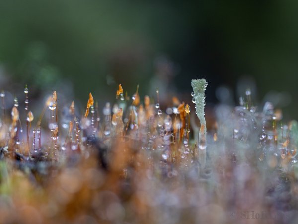 Север Хибины Кладония и кукушкин лен