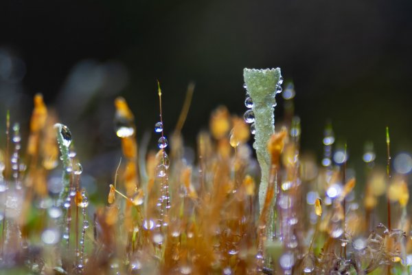 Север Хибины Кладония и кукушкин лен