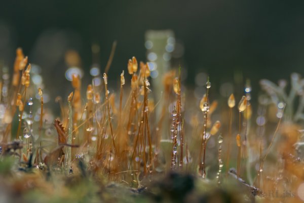 Север Хибины Кладония и кукушкин лен