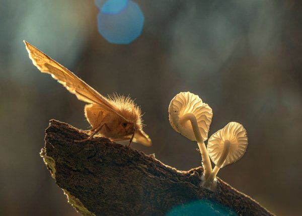 Лесные истории