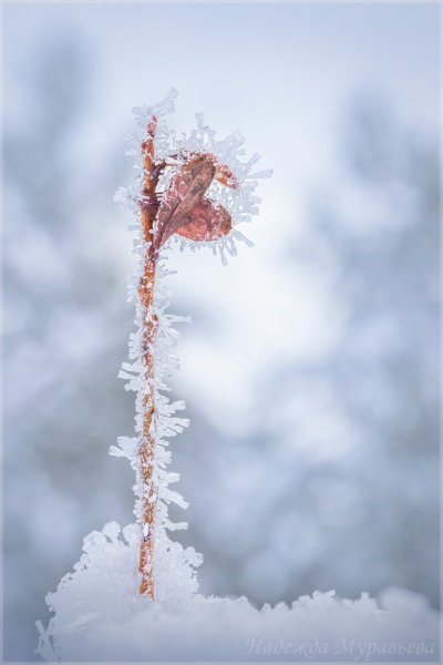 первые заморозки