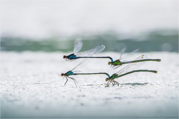 Мимолётная любовь