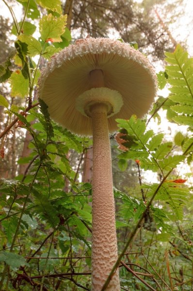 Зонтик с секретом