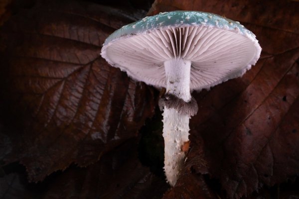 Усатый в сомбреро