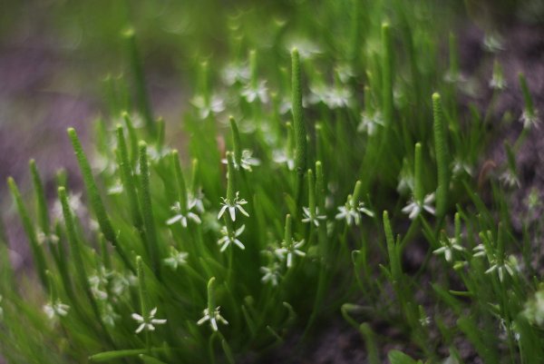 Мышехвостник