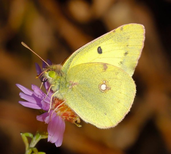 Мистер Ноябрь