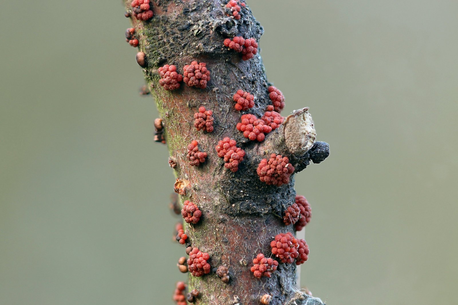 IMG_1100B,Radius8,Smoothing4  Нектрия киноварно-красная (Nectria cinnabarina) аскомицеты.jpg