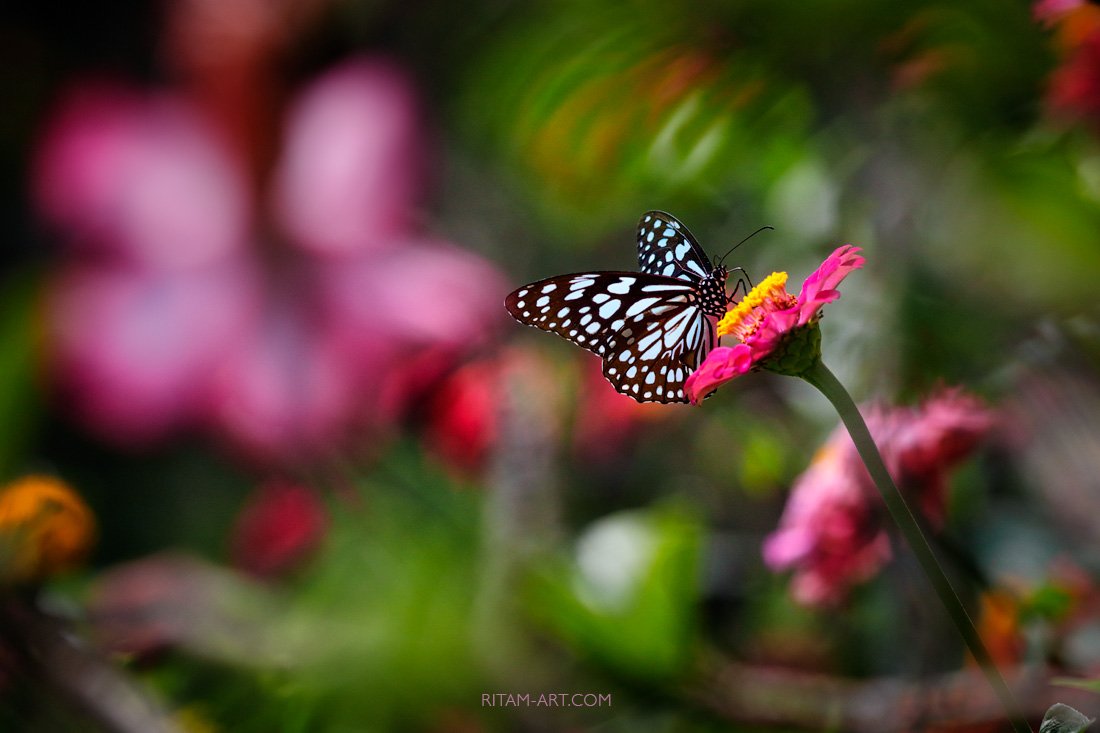 Миниконкурс декабря «Бабочки: красота и магия»