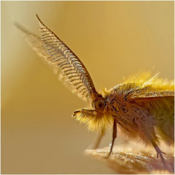 Солнечный зайчик