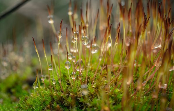 В мире капель...
