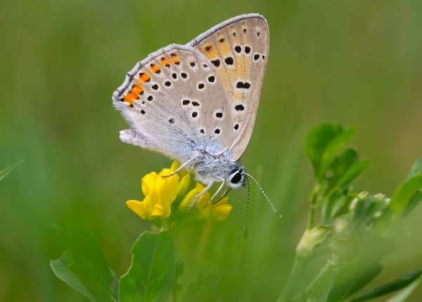 Червонец фиолетовый