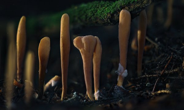 Рогатик язычковый.