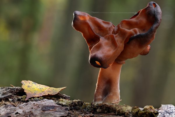 Ушастый с хоботом ( строчек осенний )