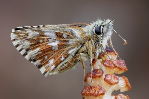 Толстоголовка