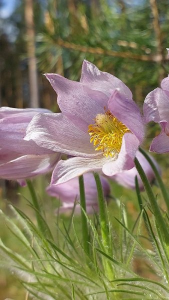 Розовые мечты