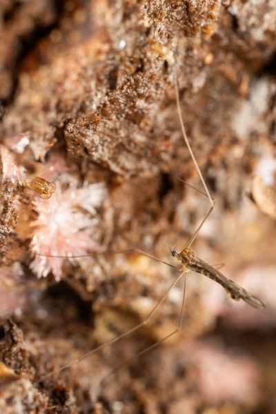 Грибной комарик