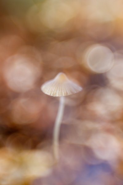 Грибок и боке