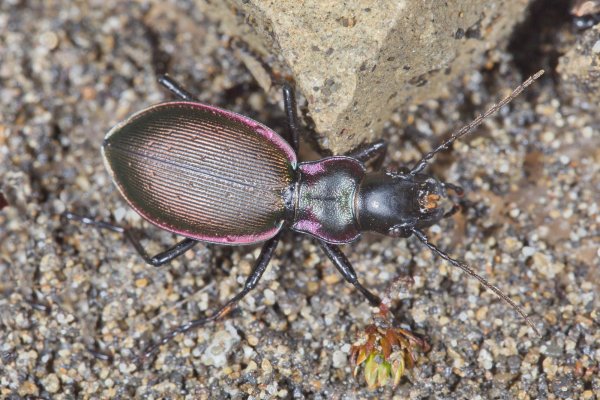 Carabus (Cechenochilus) boeberi flagrans Semenov, 1898