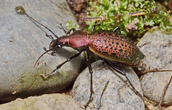 Carabus (Coptolabrus) smaragdinus Fischer-Waldheim, 1823 10