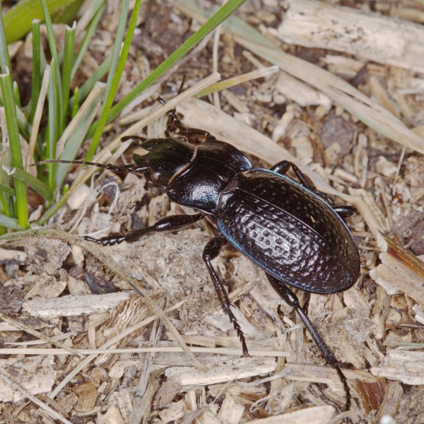 Carabus (Cratocephalus) cicatricosus cicatricosus Fischer, 1842 03