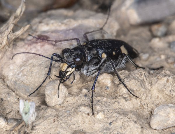 Cicindela (Cicindela) granulata granulata Gebler, 1843 06.jpg
