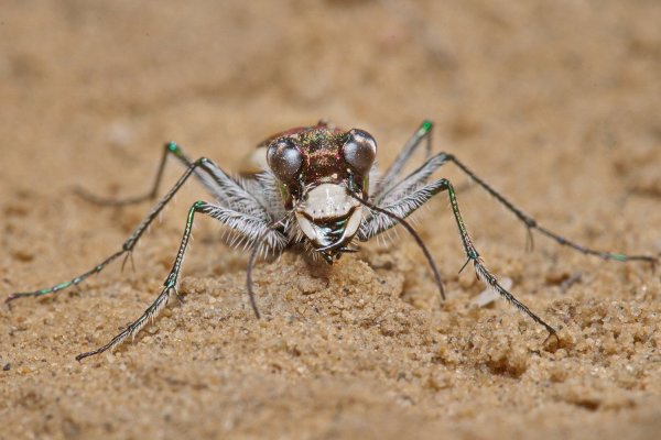 Cicindela (Cicindela) lacteola Pallas, 1776 15