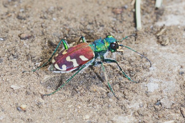 Cicindela (s. str.)coerulea nitida Lichtenstein, 1796 03