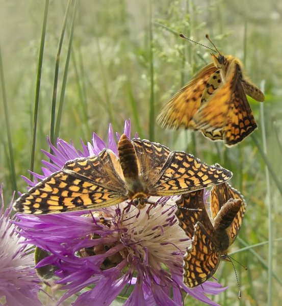 Заманчивое предложение
