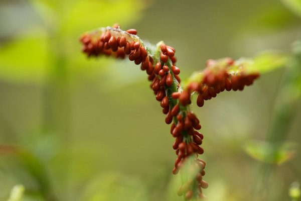"Развесистая клюква" - трихия обманчивая