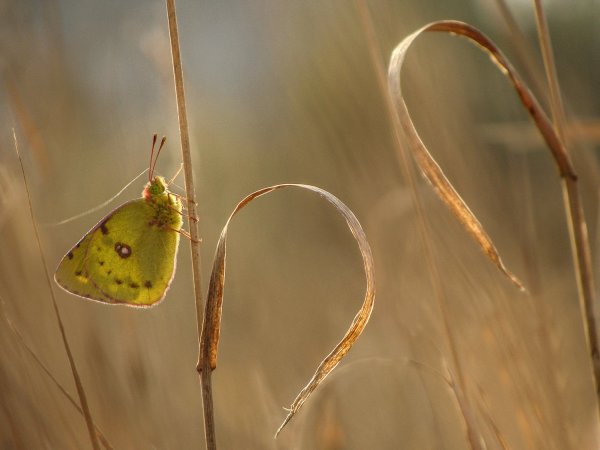 Бабочка с паутинкой
