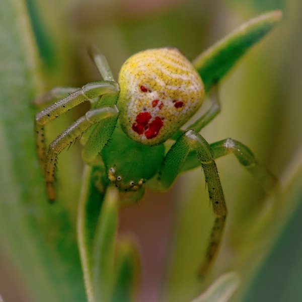 Грустный клоун