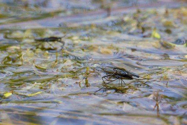 Парное катание