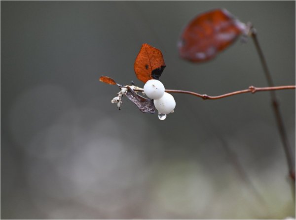 В декабре, в декабре...