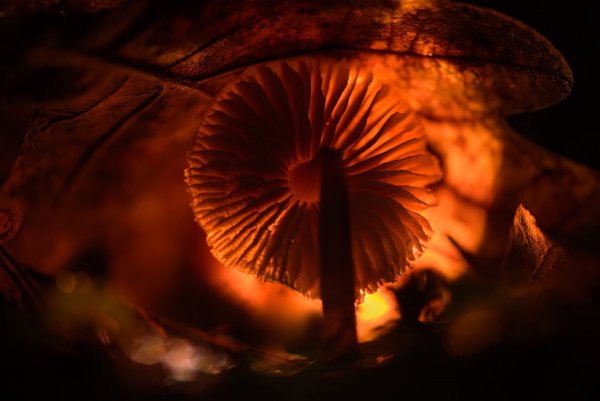 Под дубовым листом